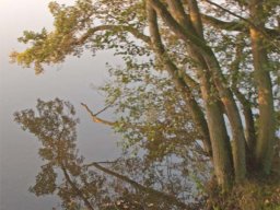 IMGP8581-Spejling-i-vand